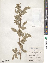 Rosa multiflora image