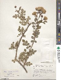 Rosa multiflora image