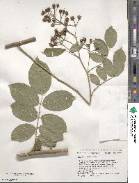 Rosa multiflora image