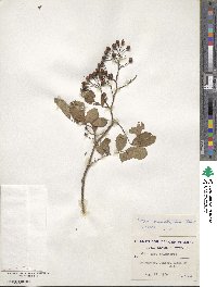 Rosa multiflora image