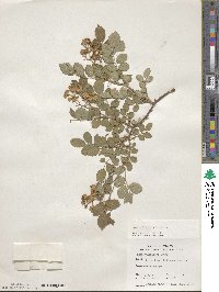 Rosa multiflora image