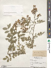 Rosa multiflora image