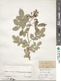 Rosa multiflora image