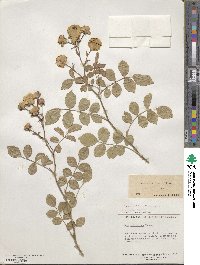 Rosa multiflora image