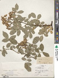 Rosa multiflora image