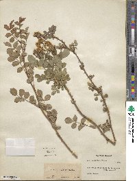 Rosa multiflora image