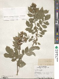 Rosa multiflora image