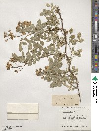 Rosa multiflora image