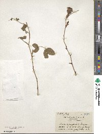 Rosa nutkana var. muriculata image