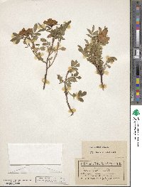 Rosa nitida image