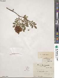 Rosa nitida image