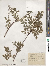 Rosa nitida image