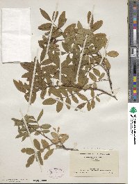 Rosa nitida image