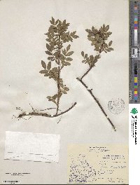 Rosa nitida image