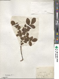 Rosa nutkana image