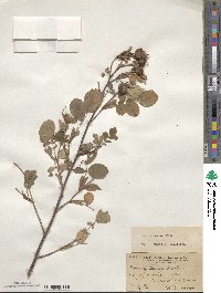 Rosa nutkana image