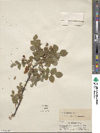 Rosa nutkana image