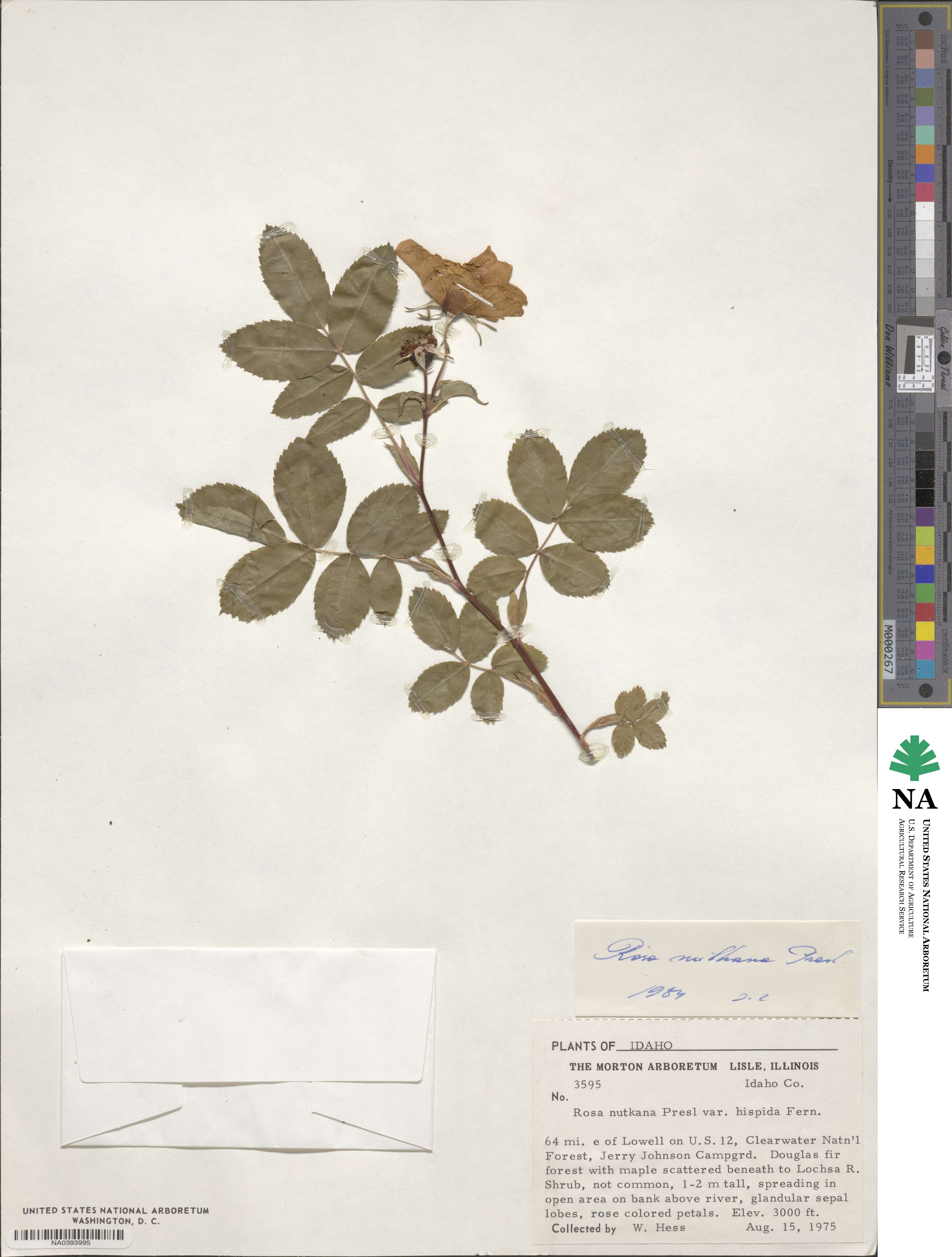 Rosa nutkana image