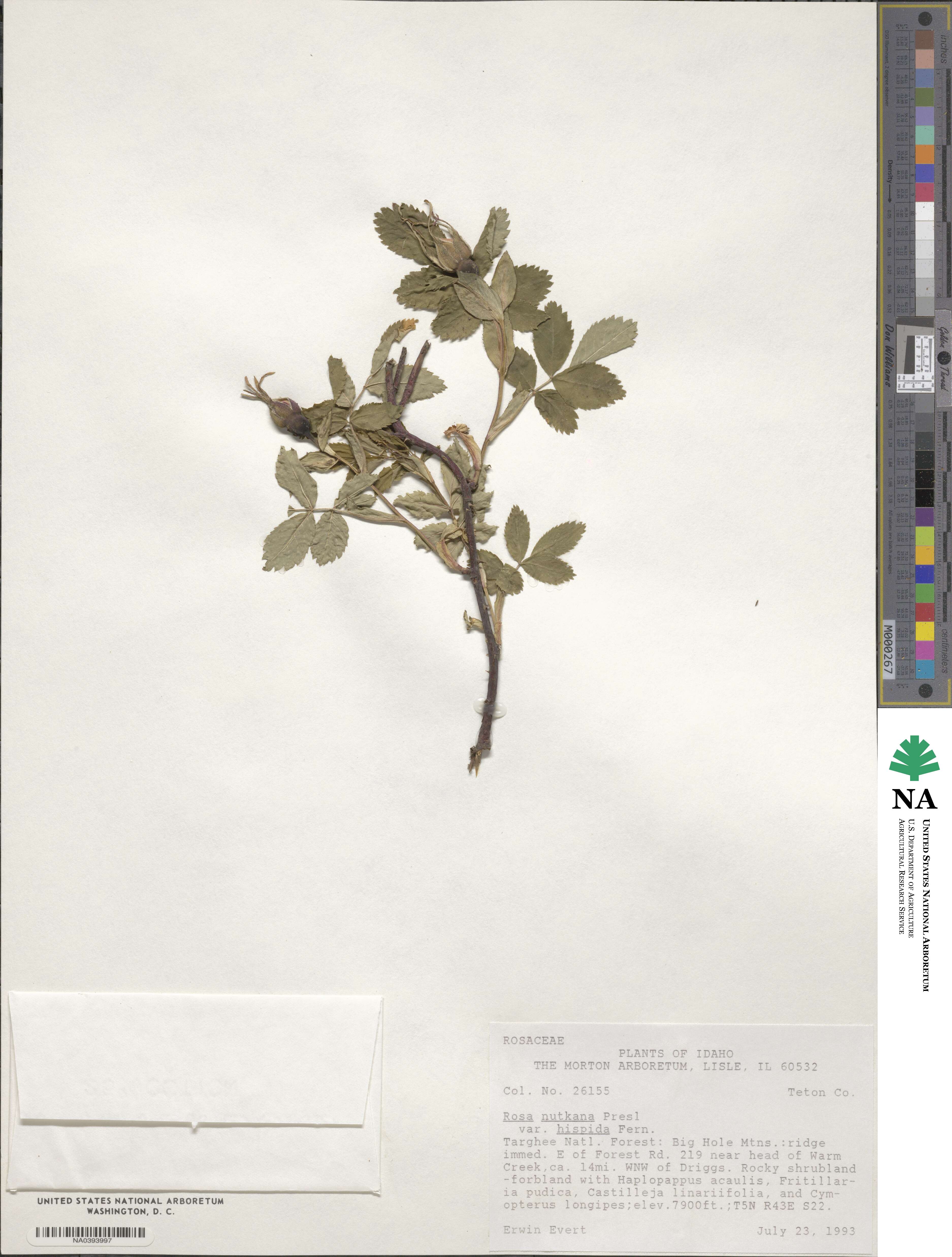 Rosa nutkana var. hispida image