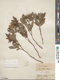 Rosa palustris image