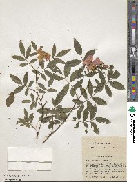 Rosa palustris image