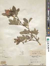 Rosa palustris image