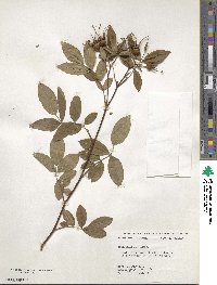 Rosa palustris image