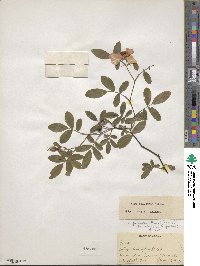 Rosa palustris image