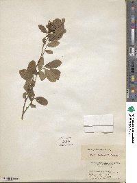 Rosa palustris image