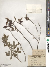 Rosa palustris image