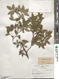 Rosa palustris image