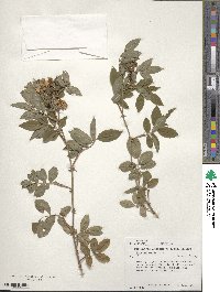 Rosa palustris image