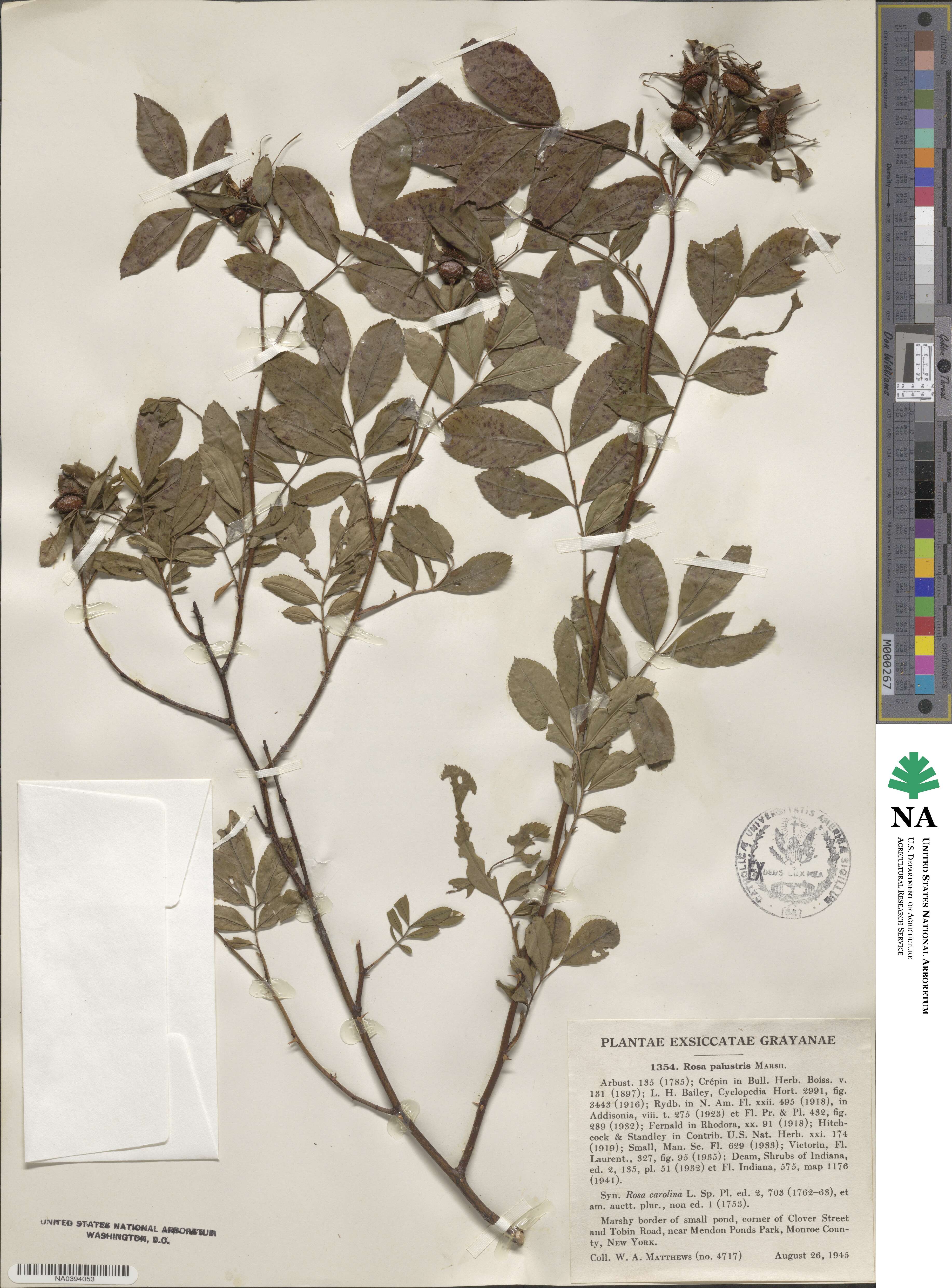 Rosa palustris image