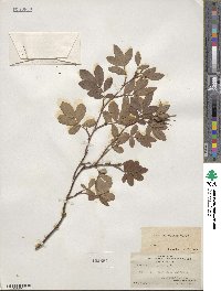 Rosa palustris image