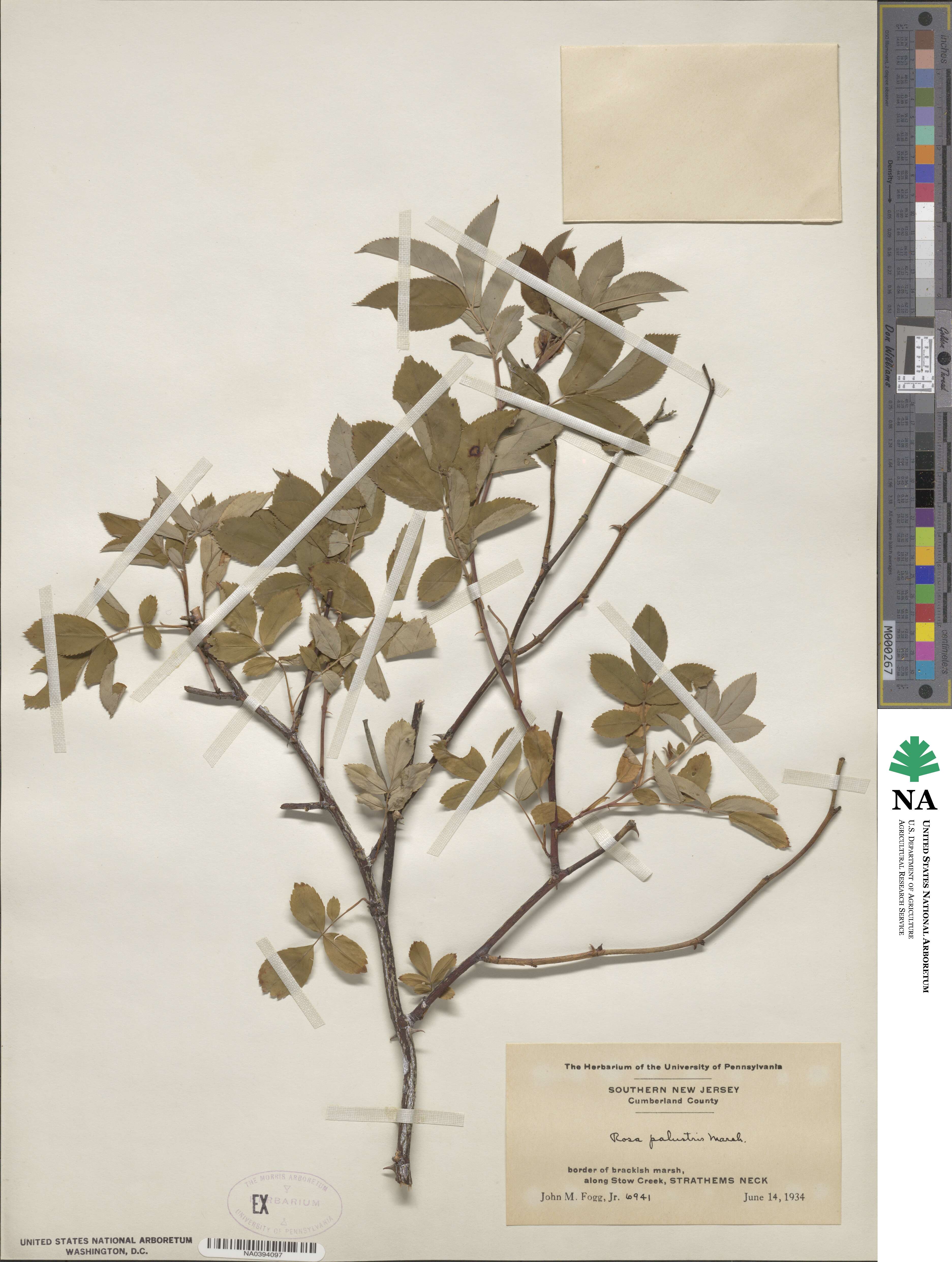 Rosa palustris image