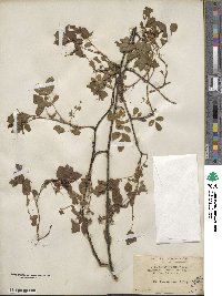 Rosa pisocarpa image