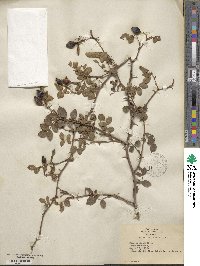 Rosa rubiginosa image