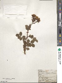 Rosa rubiginosa image