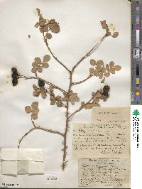 Rosa rubiginosa image