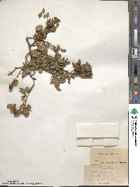 Rosa rubiginosa image