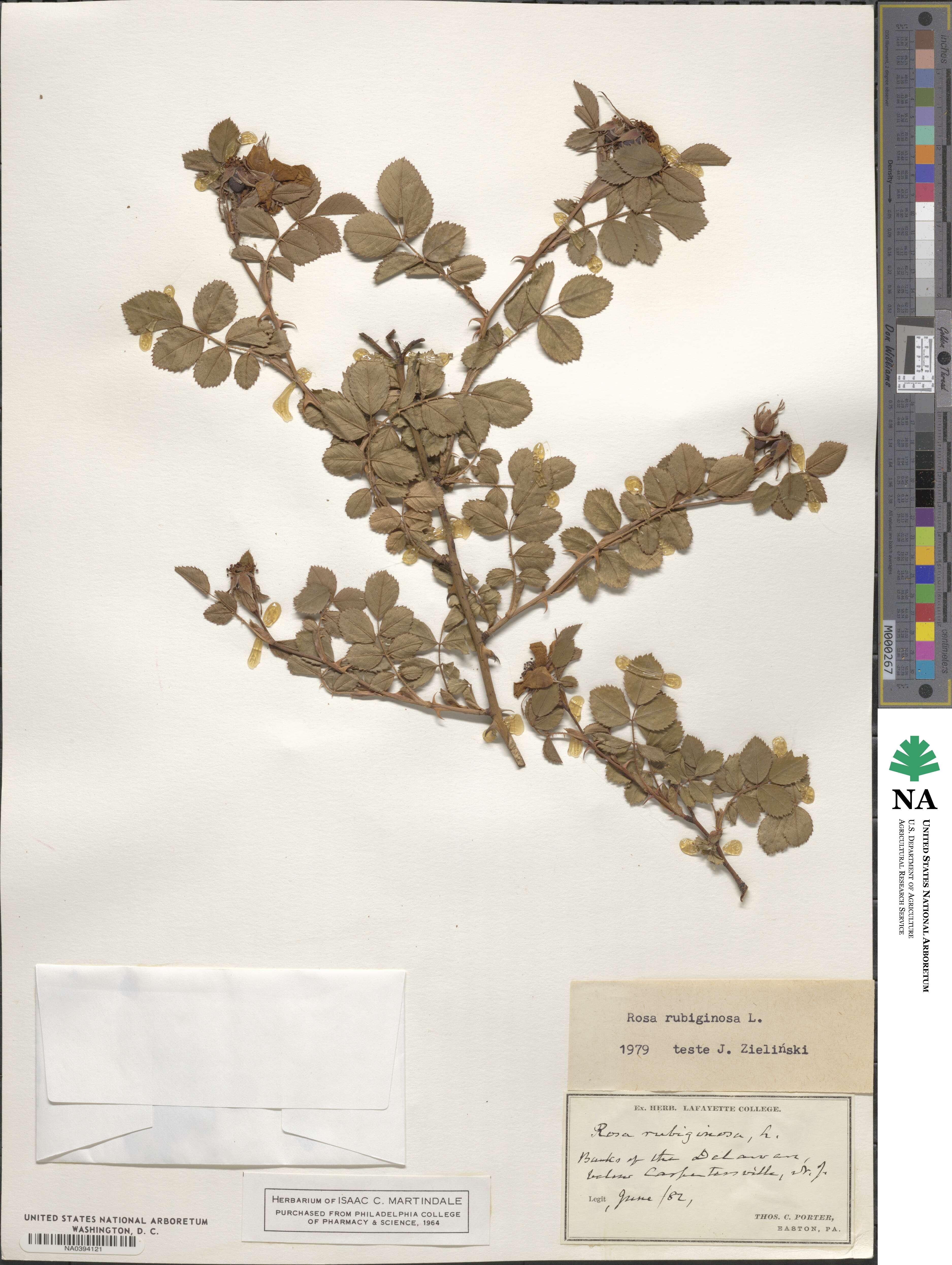 Rosa rubiginosa image