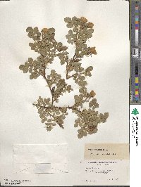 Rosa rubiginosa image