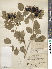 Rosa rubiginosa image