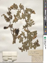 Rosa rubiginosa image