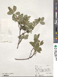 Rosa acicularis image