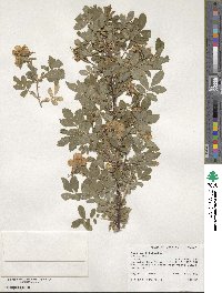 Rosa acicularis image