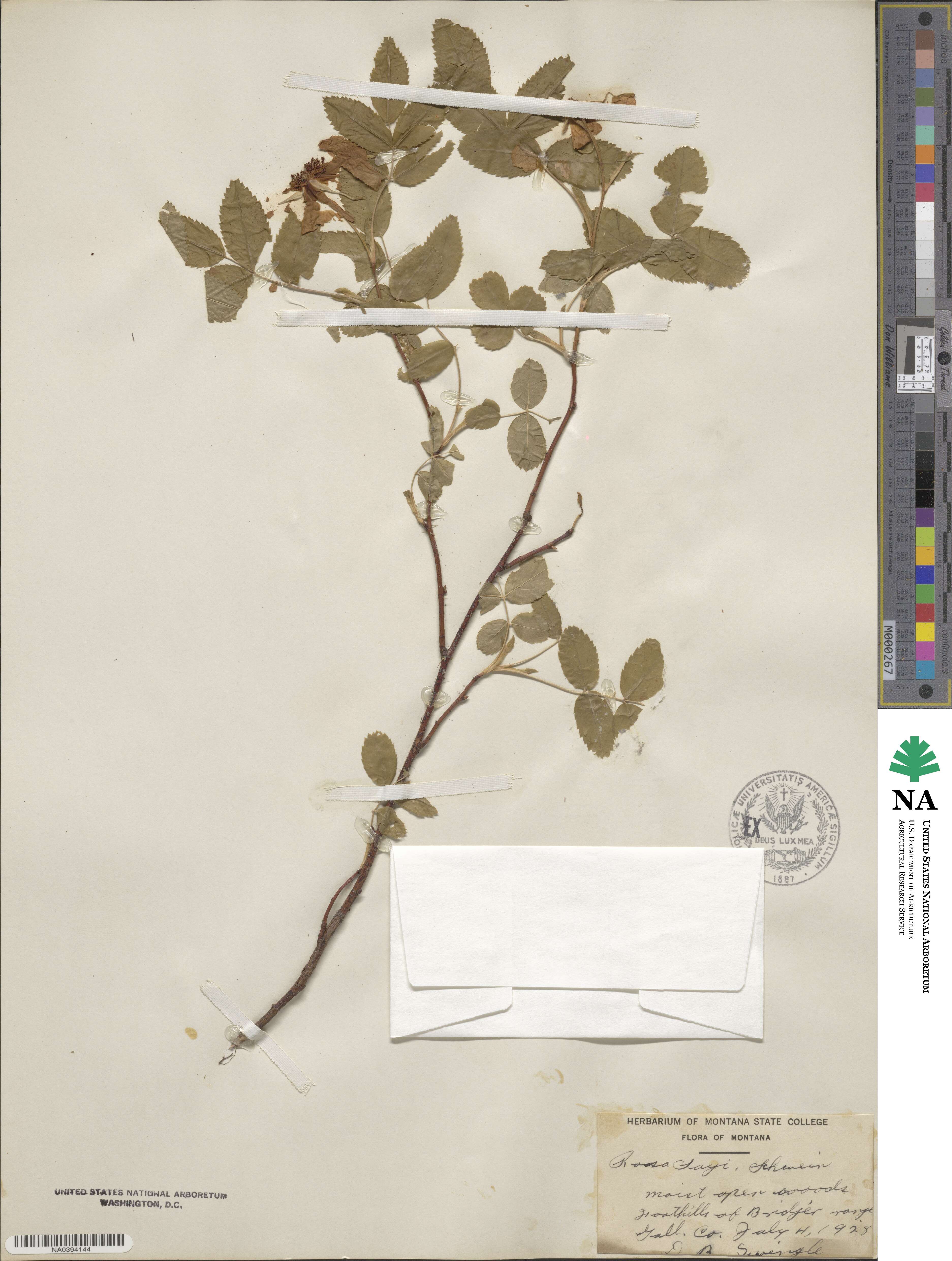 Rosa acicularis subsp. sayi image