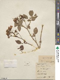 Rosa setigera image