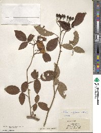 Rosa setigera image