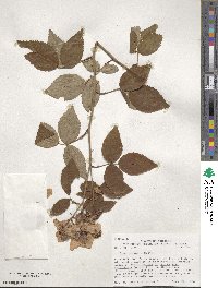 Rosa setigera image